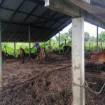 Thikiliveddai Farm